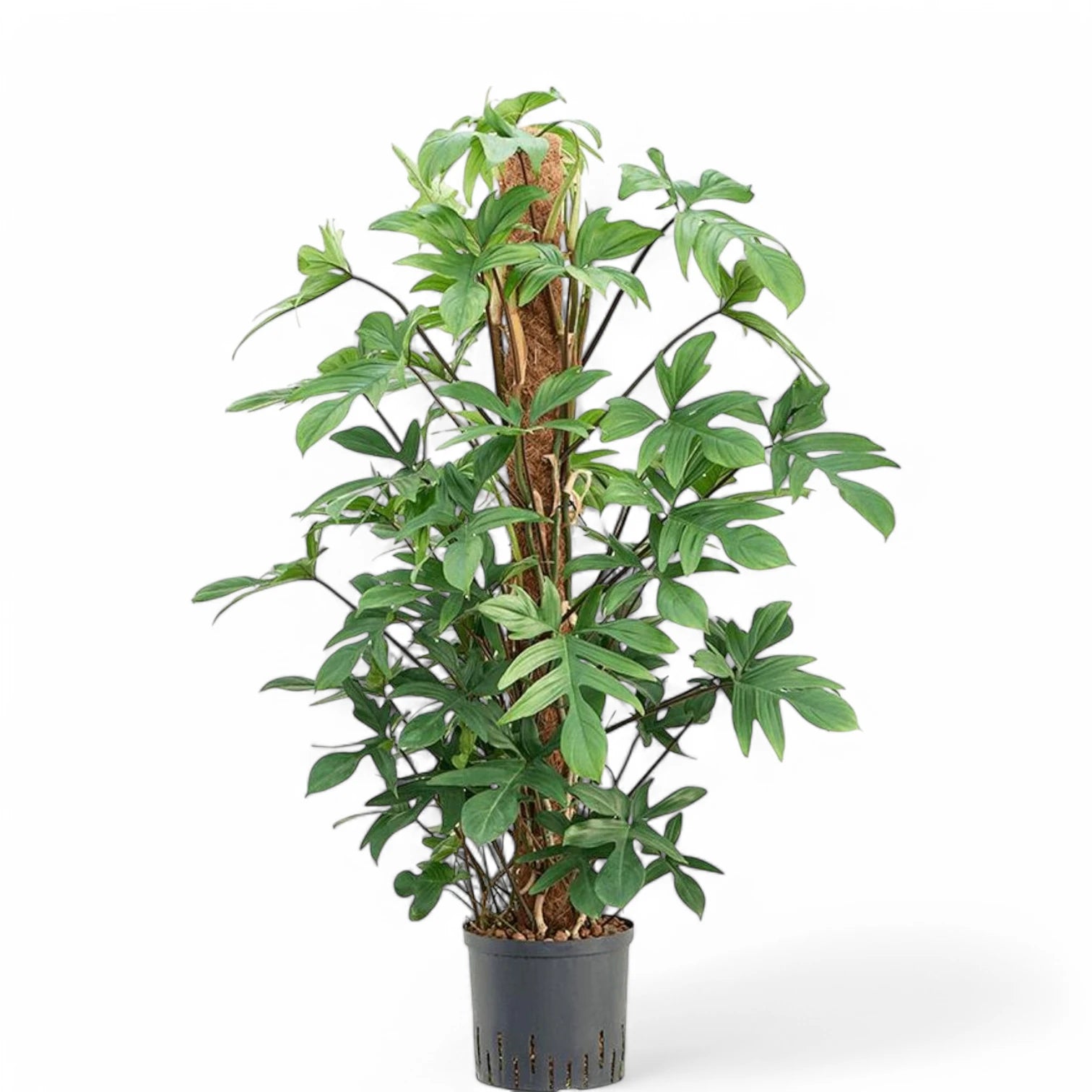 Philodendron pedatum potted plant in nursery pot on white background.