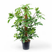 Philodendron pedatum potted plant in nursery pot on white background.