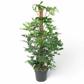 Philodendron pedatum potted plant in nursery pot on white background.