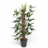 Philodendron pedatum potted plant in nursery pot on white background.