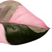 Philodendron 'Pink princess' potted plant in nursery pot on white background.