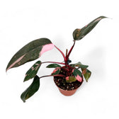 Philodendron 'Pink princess' potted plant in nursery pot on white background.