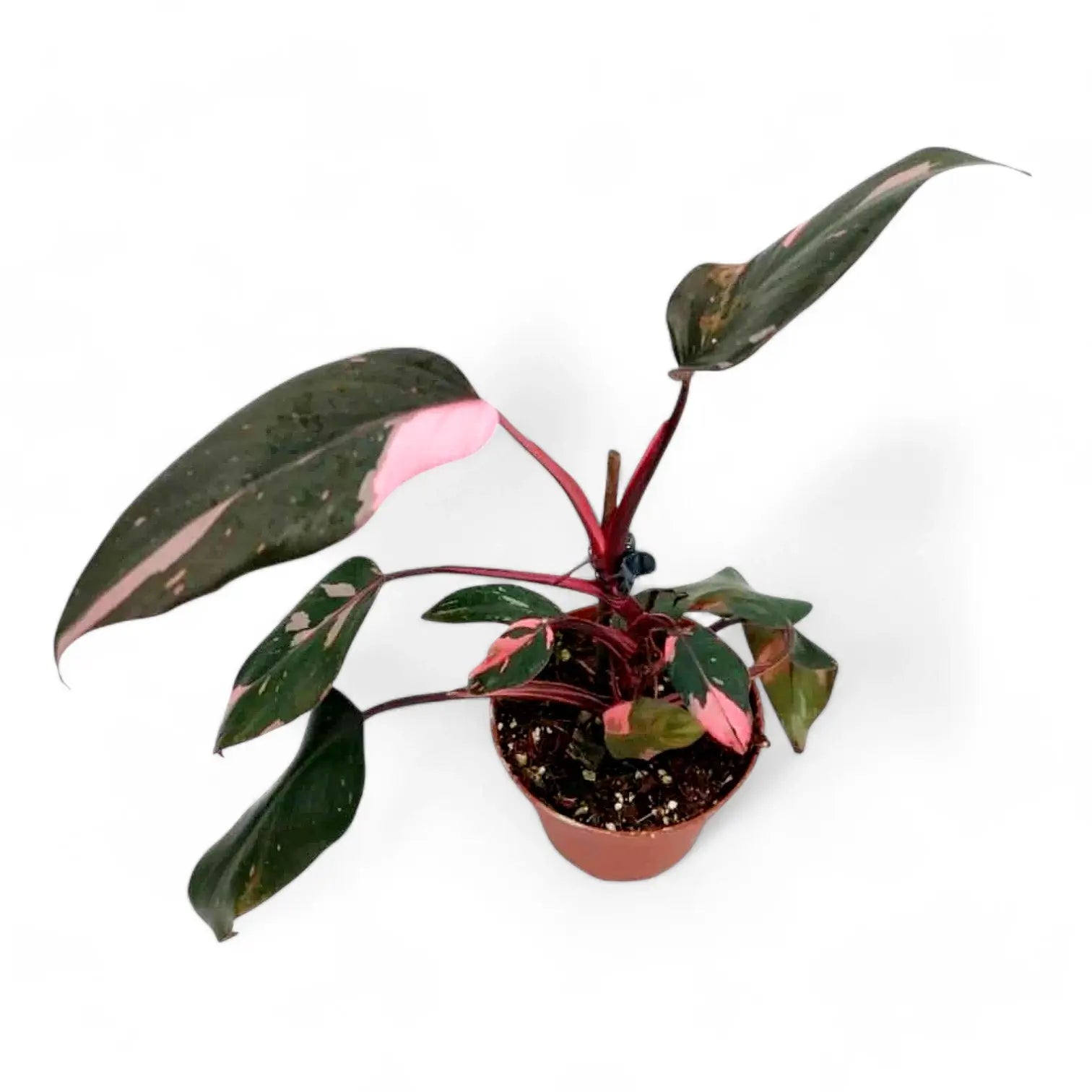 Philodendron 'Pink princess' potted plant in nursery pot on white background.