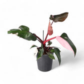Philodendron 'Pink princess' potted plant in nursery pot on white background.