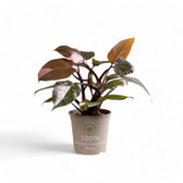 Philodendron 'Pink princess' potted plant in nursery pot on white background.