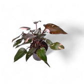 Philodendron 'Pink princess' potted plant in nursery pot on white background.