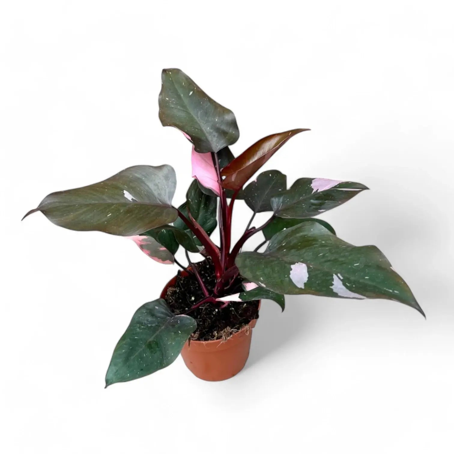 Philodendron 'Pink princess' potted plant in nursery pot on white background.