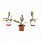 Philodendron 'Pink princess' potted plant in nursery pot on white background.