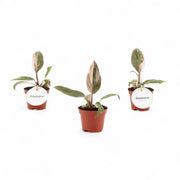 Philodendron 'Pink princess' potted plant in nursery pot on white background.