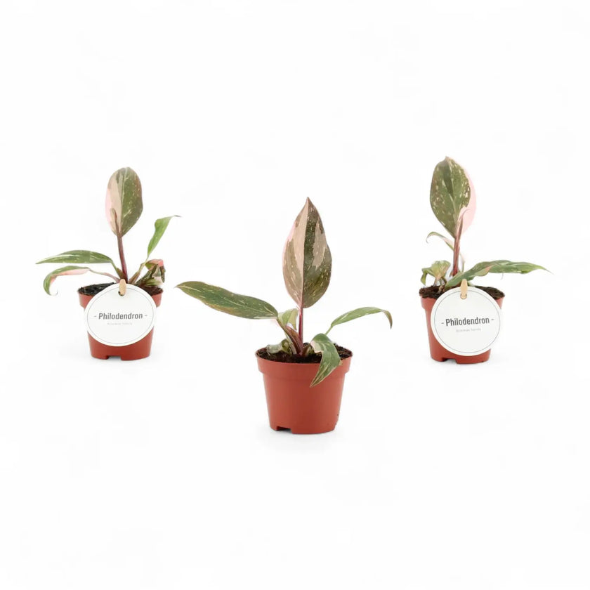 Philodendron 'Pink princess' potted plant in nursery pot on white background.