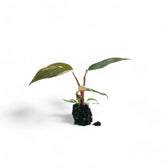 Philodendron 'Pink princess' potted plant in nursery pot on white background.