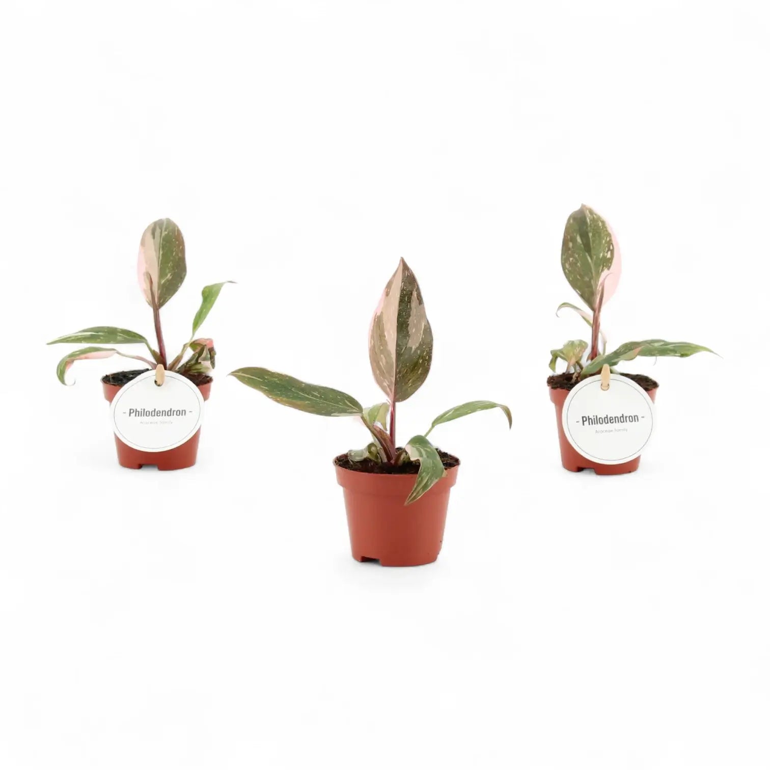 Philodendron 'Pink princess' potted plant in nursery pot on white background.
