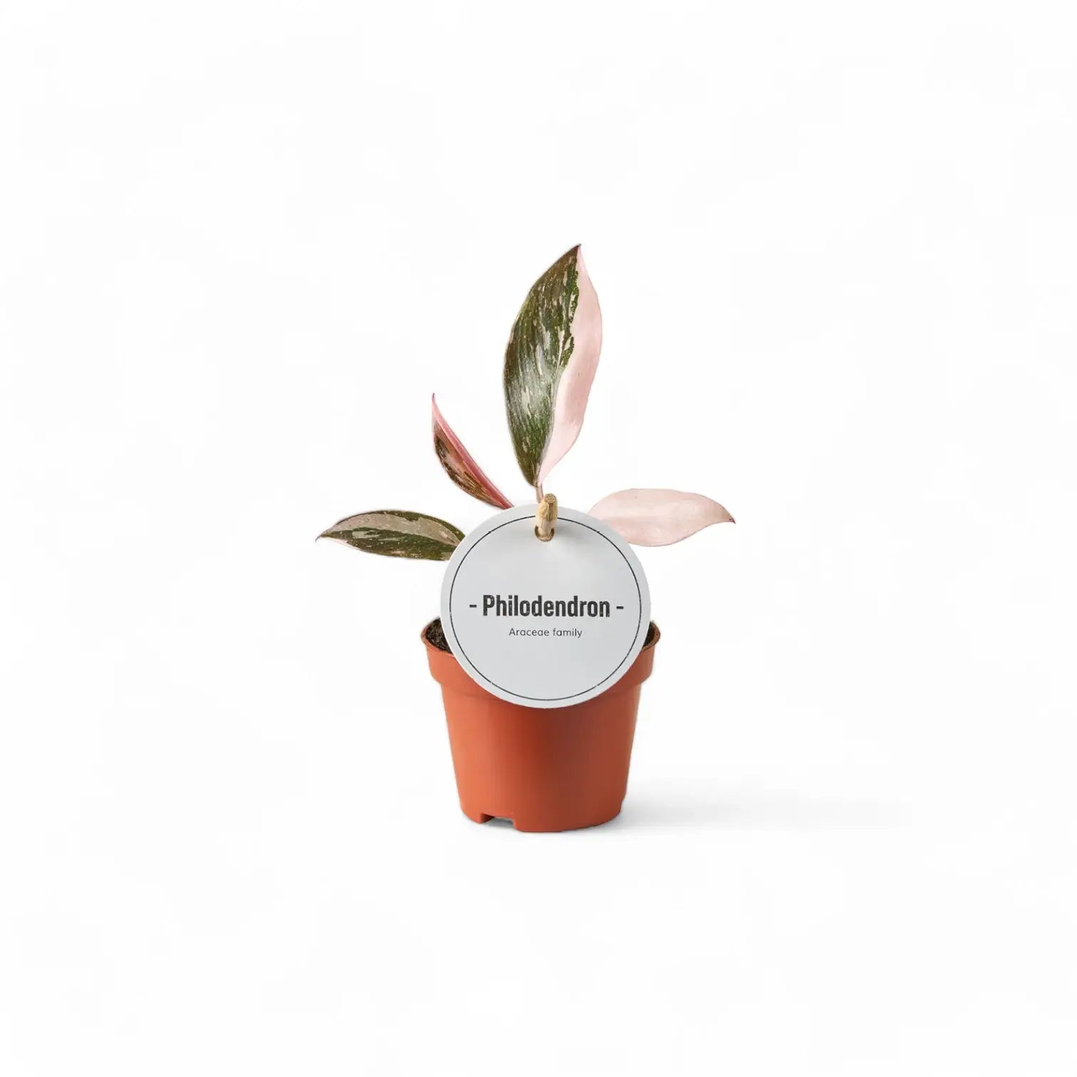 Philodendron 'Pink princess' potted plant in nursery pot on white background.