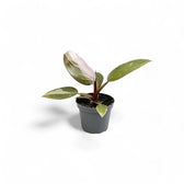 Philodendron 'Pink princess' potted plant in nursery pot on white background.