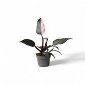 Philodendron 'Pink princess' potted plant in nursery pot on white background.