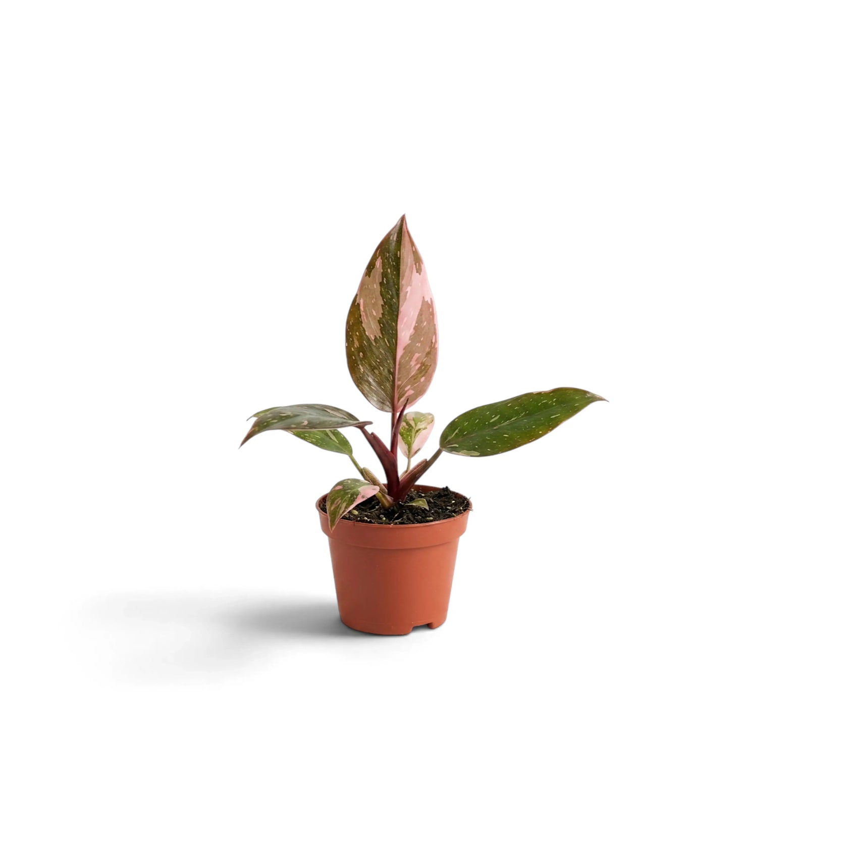 Baby Philodendron 'Pink Princess' with pink-variegated juvenile foliage