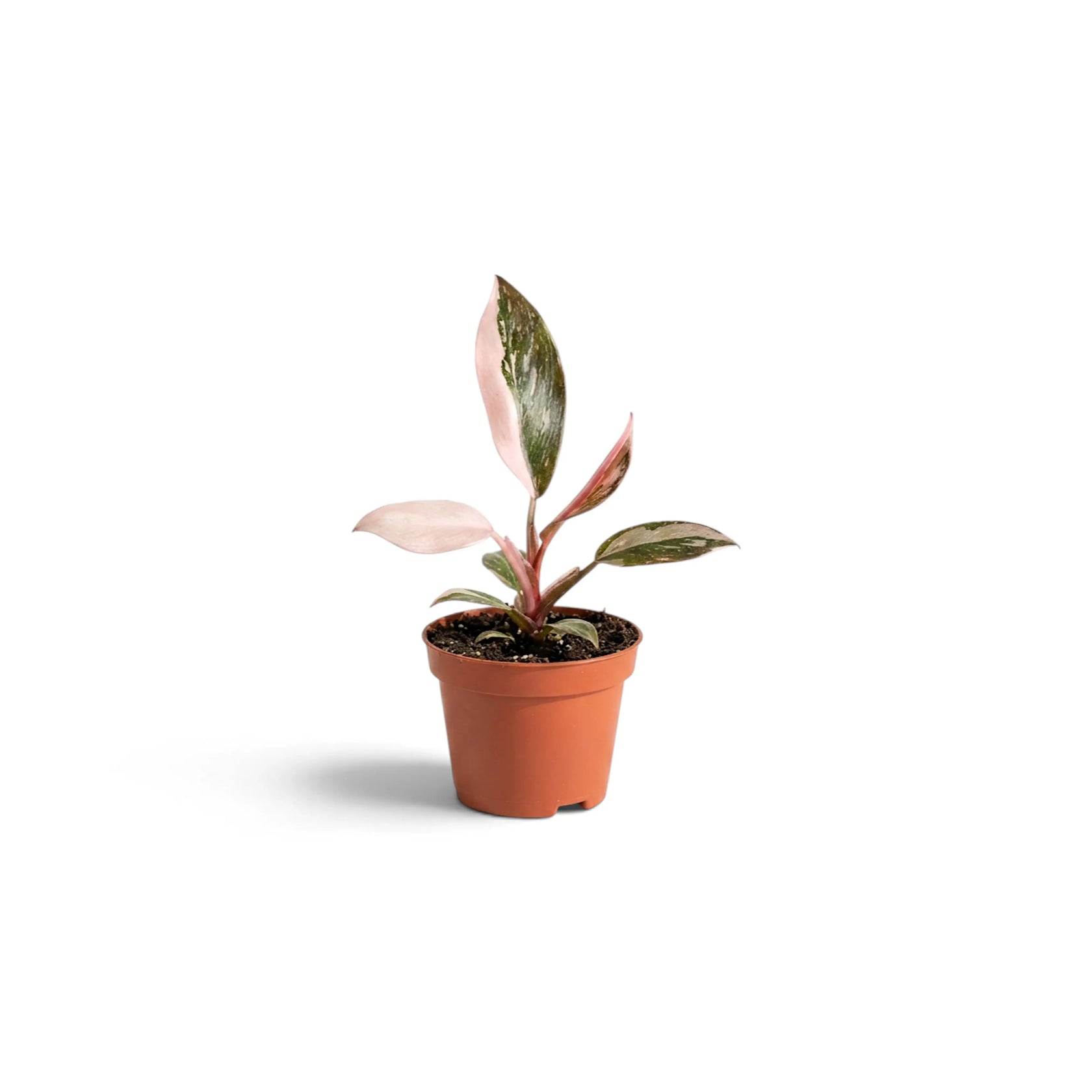 Baby Philodendron 'Pink Princess' with a pale pink leaf in a terracotta pot