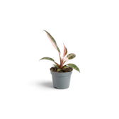 Young Philodendron 'Pink Princess' with a pink new leaf in a grey nursery pot