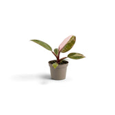 Baby Philodendron 'Pink Princess' with pink and green leaves in a grey pot