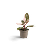 Compact baby Philodendron 'Pink Princess' with pink-speckled leaves
