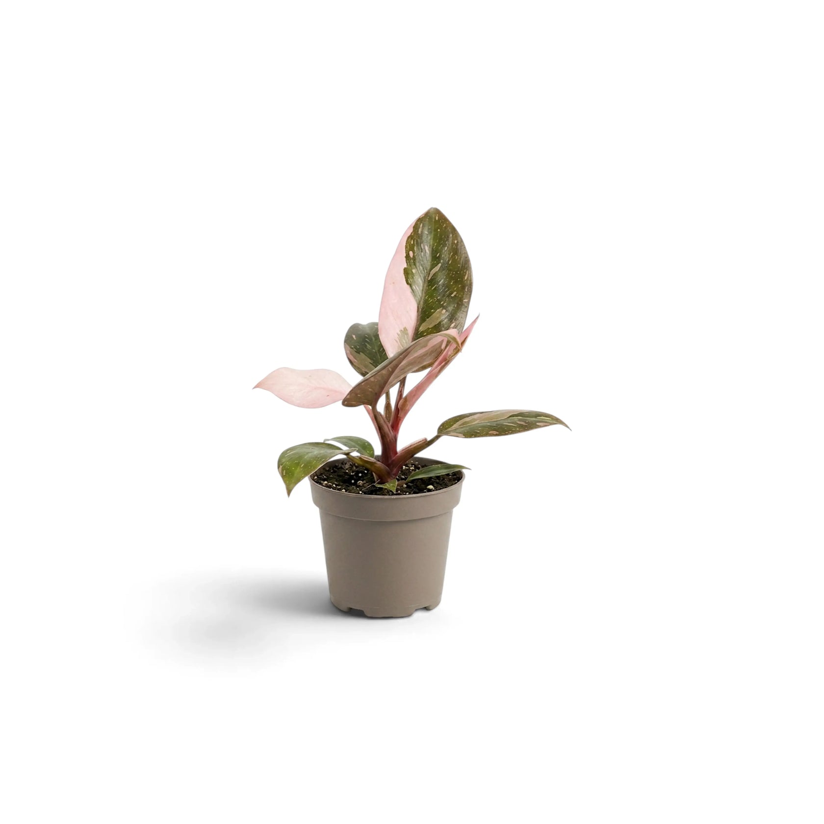 Compact baby Philodendron 'Pink Princess' with pink-speckled leaves