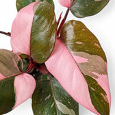 Dense Philodendron 'Pink Princess' foliage with bold pink sectors