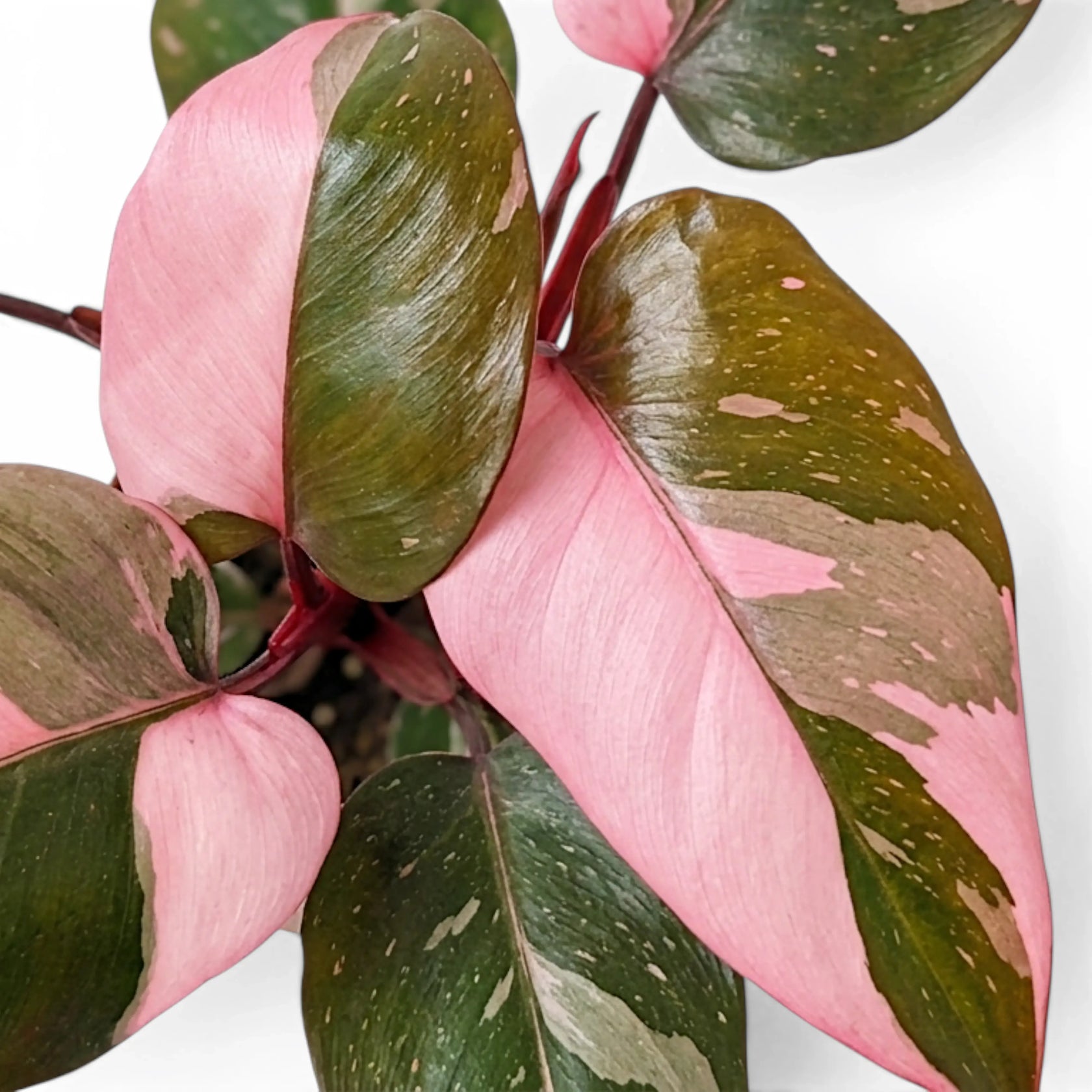 Philodendron 'Pink Princess' | Foliage Factory