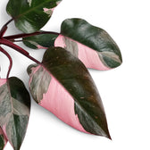 Overlapping Philodendron 'Pink Princess' leaves with broad pink variegation