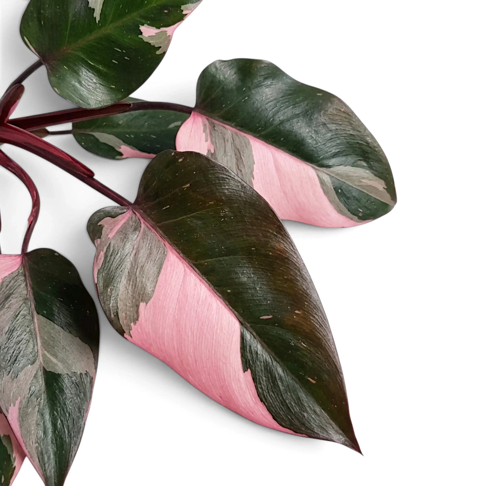 Overlapping Philodendron 'Pink Princess' leaves with broad pink variegation