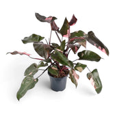 Large Philodendron 'Pink Princess' with spreading pink-variegated leaves