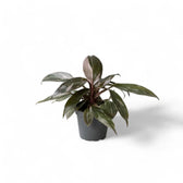 Philodendron 'Pink princess Marble' potted plant in nursery pot on white background.