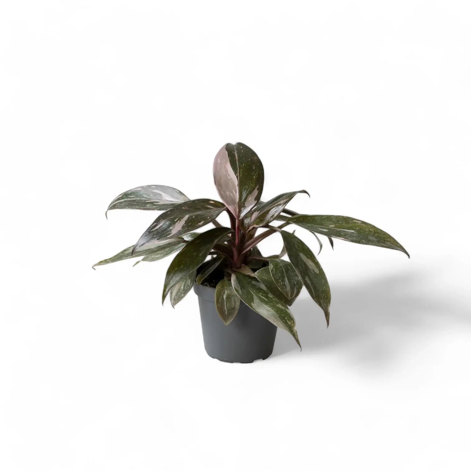 Philodendron 'Pink princess Marble' potted plant in nursery pot on white background.