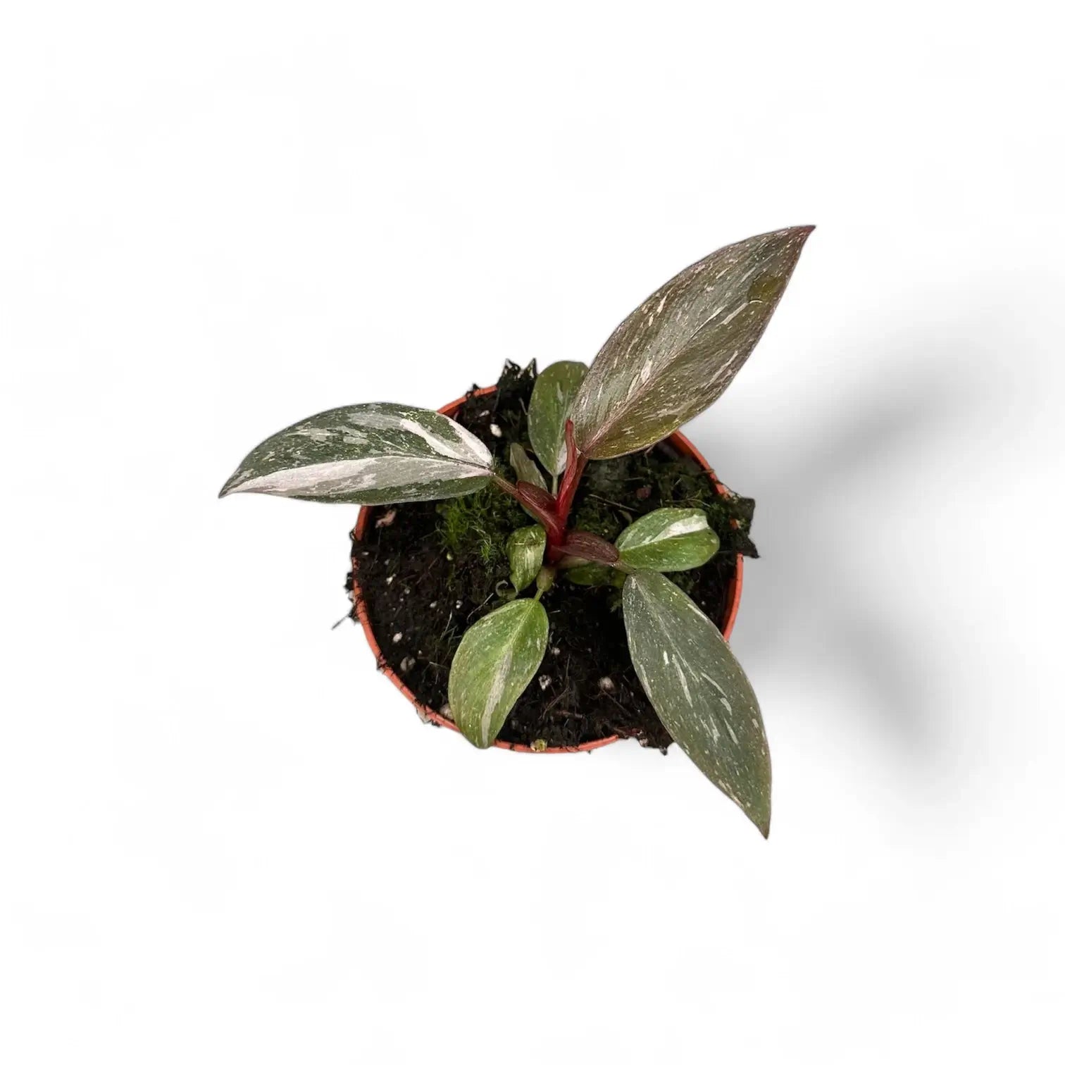 Philodendron 'Pink princess Marble' potted plant in nursery pot on white background.