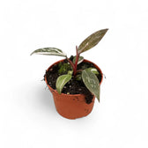Philodendron 'Pink princess Marble' potted plant in nursery pot on white background.