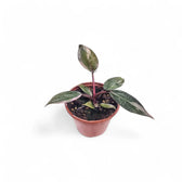 Philodendron 'Pink princess Marble' potted plant in nursery pot on white background.