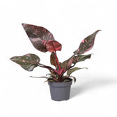 Philodendron 'Pink princess Marble' potted plant in nursery pot on white background.