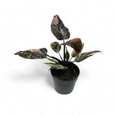 Philodendron 'Pink princess Marble' potted plant in nursery pot on white background.