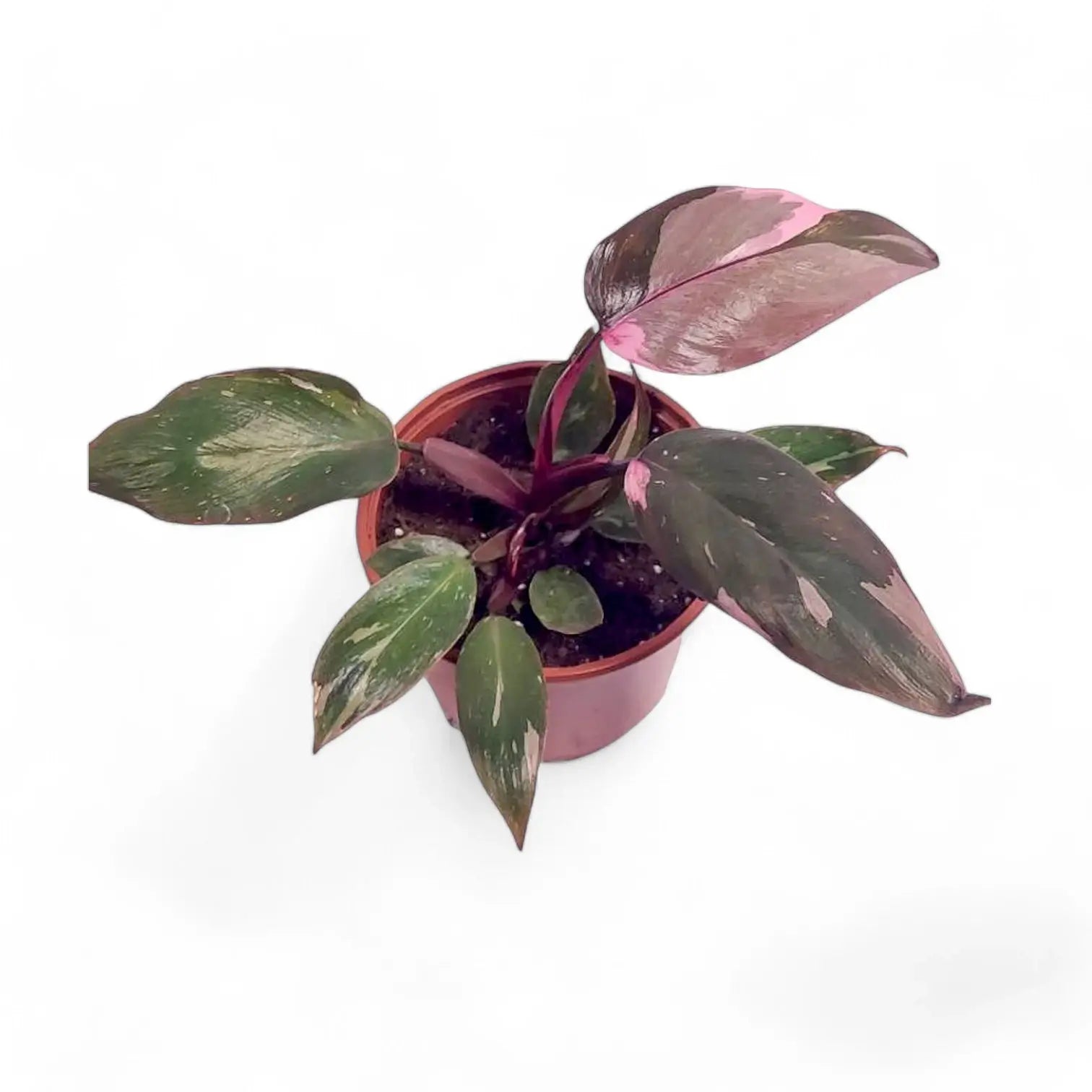Philodendron 'Pink princess Marble' potted plant in nursery pot on white background.