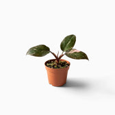 Philodendron ‘Pink Princess Marble’ baby plant with dark green leaves marbled pink