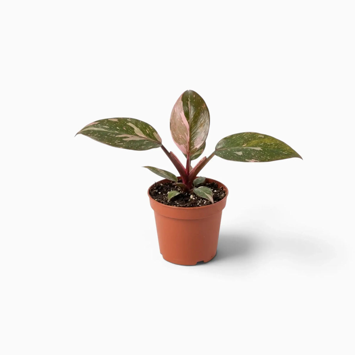 Philodendron ‘Pink Princess Marble’ baby plant with dark green leaves marbled pink
