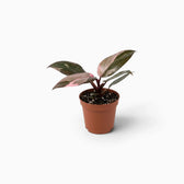 Philodendron ‘Pink Princess Marble’ baby plant with dark green leaves marbled pink