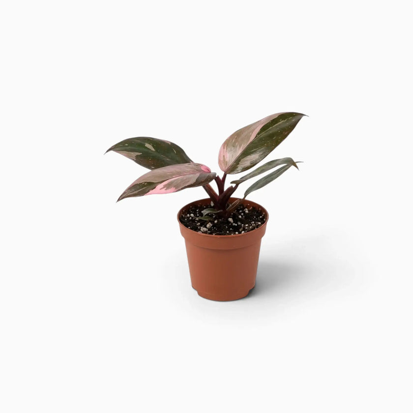 Philodendron ‘Pink Princess Marble’ baby plant with dark green leaves marbled pink