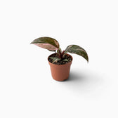 Philodendron ‘Pink Princess Marble’ baby plant with dark green leaves marbled pink