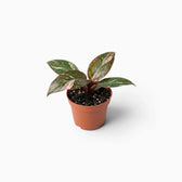 Philodendron ‘Pink Princess Marble’ baby plant with dark green leaves marbled pink