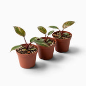 Philodendron ‘Pink Princess Marble’ baby plant with dark green leaves marbled pink