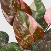 Philodendron ‘Pink Princess Marble’ foliage close-up showing pink marbling