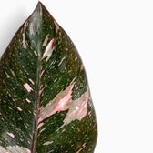 Philodendron ‘Pink Princess Marble’ foliage close-up showing pink marbling