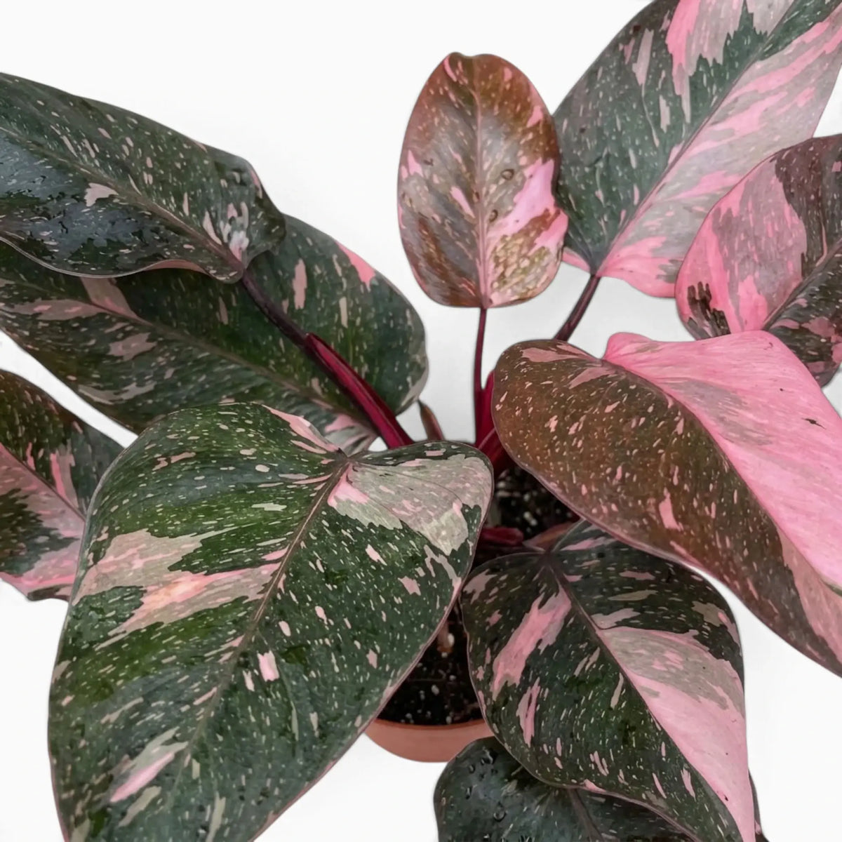 Philodendron ‘Pink Princess Marble’ foliage close-up showing pink marbling