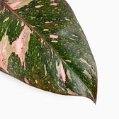 Philodendron ‘Pink Princess Marble’ foliage close-up showing pink marbling