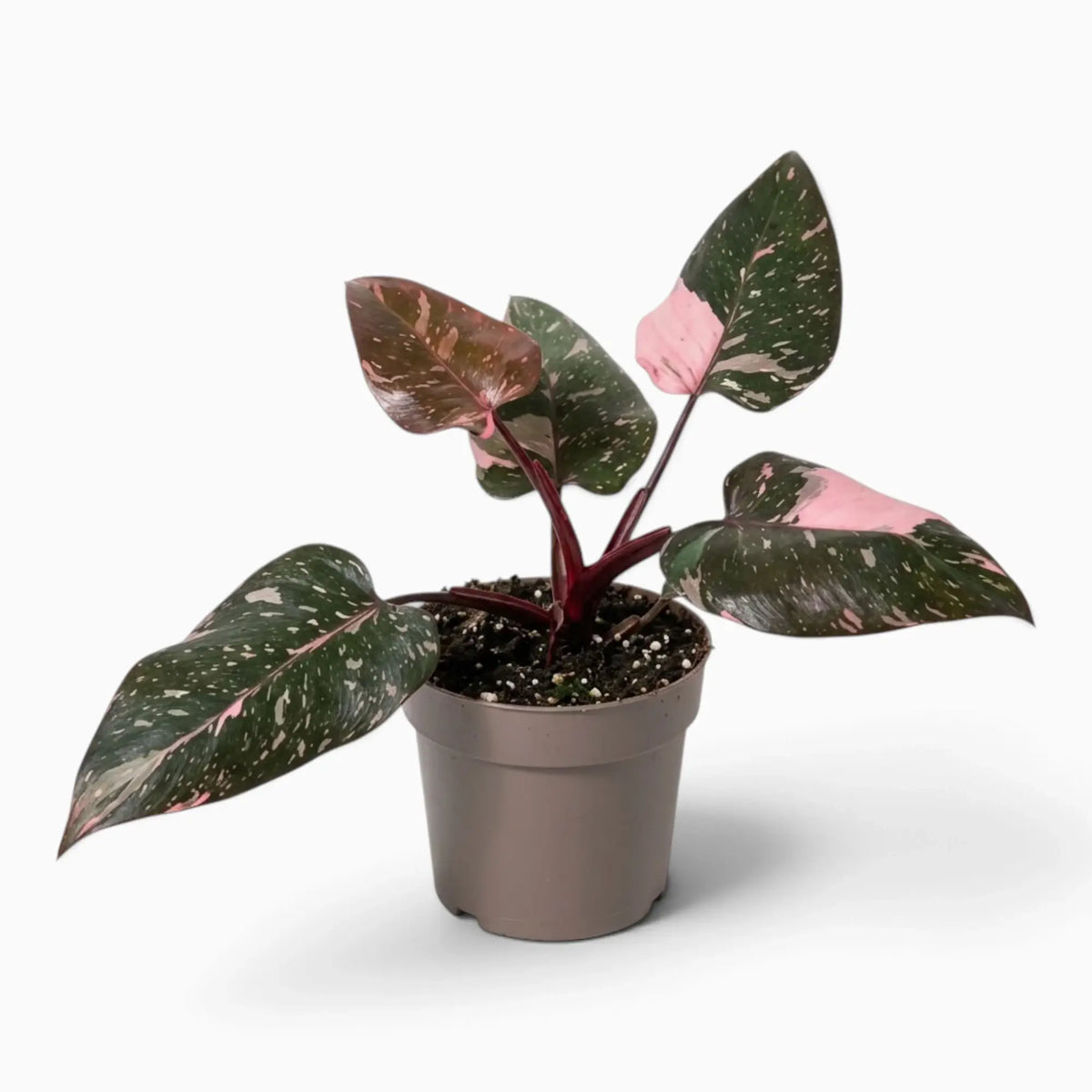 Philodendron ‘Pink Princess Marble’ medium plant with dark green leaves marbled pink